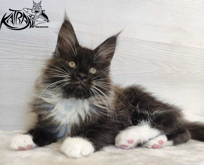 Katran Nicole - Кошеня мейн-кун 2 місяця