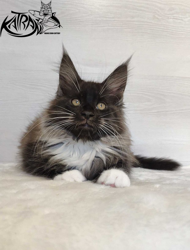 Katran Nicole - Кошеня мейн-кун 2 місяця