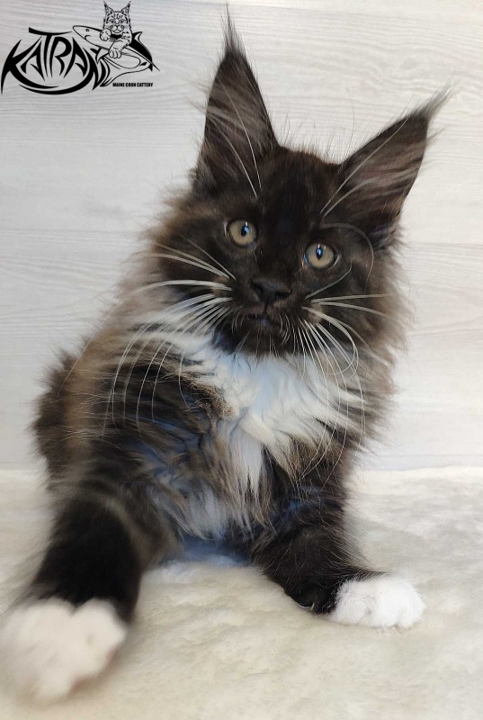 Katran Nicole - Кошеня мейн-кун 2 місяця