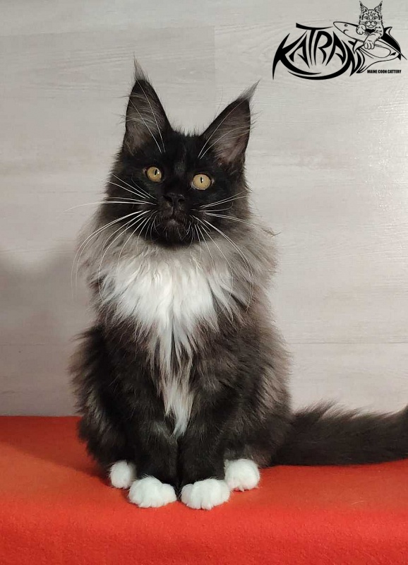 Katran Nicole - Кошеня мейн-кун 3,5 місяця