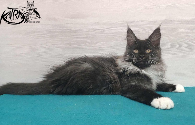 Katran Nicole - Кошеня мейн-кун 3 місяця