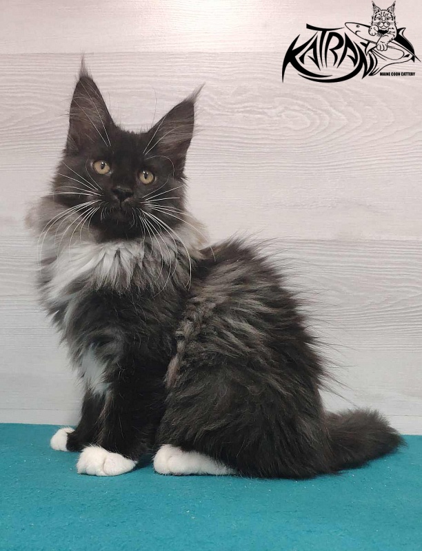 Katran Nicole - Кошеня мейн-кун 3 місяця