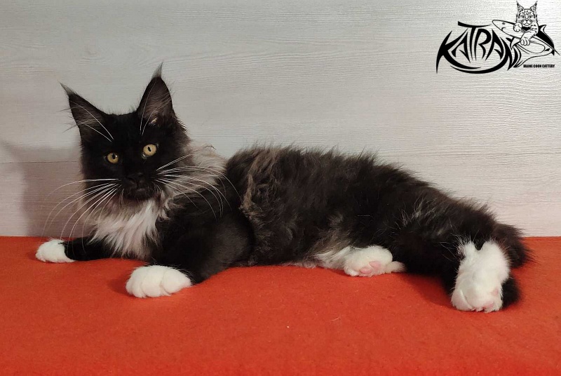 Katran Nicole - Кошеня мейн-кун 3,5 місяця