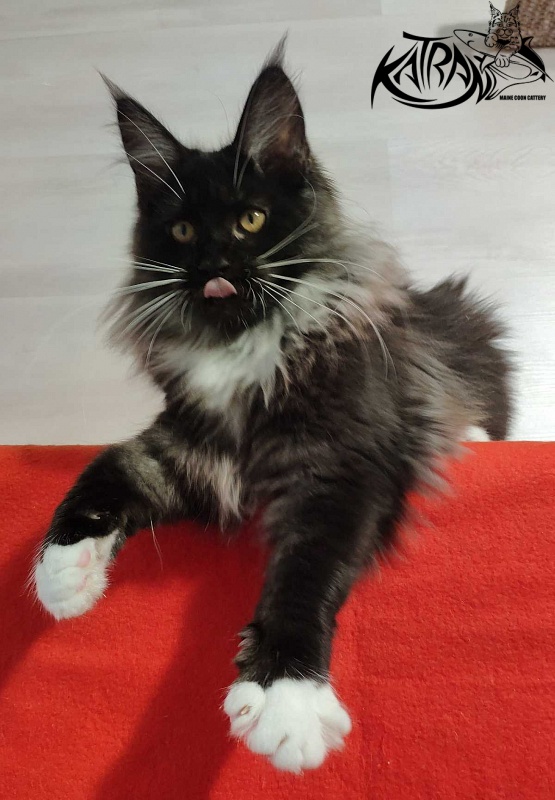 Katran Nicole - Кошеня мейн-кун 3,5 місяця