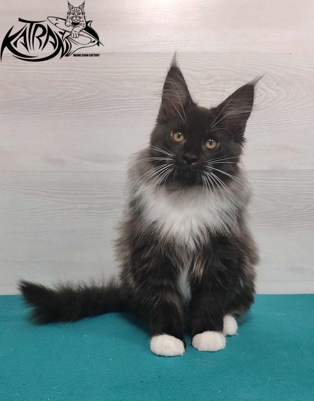 Katran Nicole - Кошеня мейн-кун 3 місяця