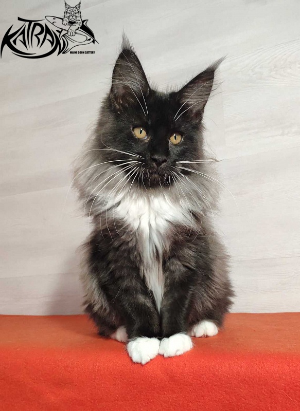 Katran Nicole - Кошеня мейн-кун 3,5 місяця