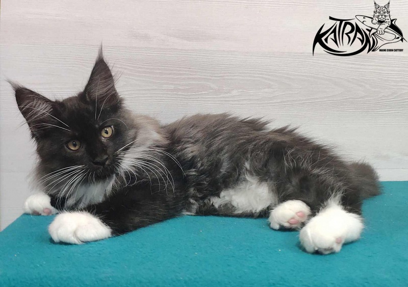 Katran Nicole - Кошеня мейн-кун 3 місяця