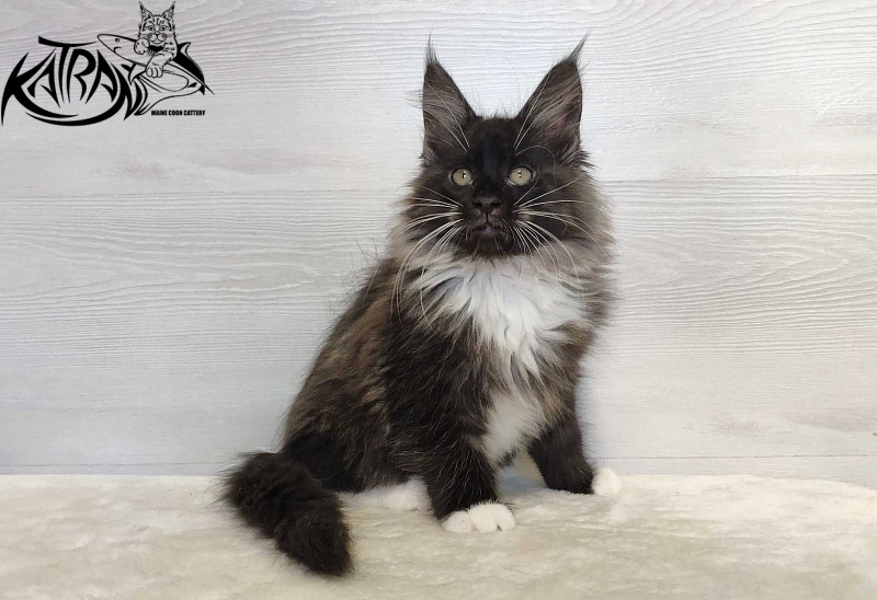 Katran Nicole - Кошеня мейн-кун 2 місяця