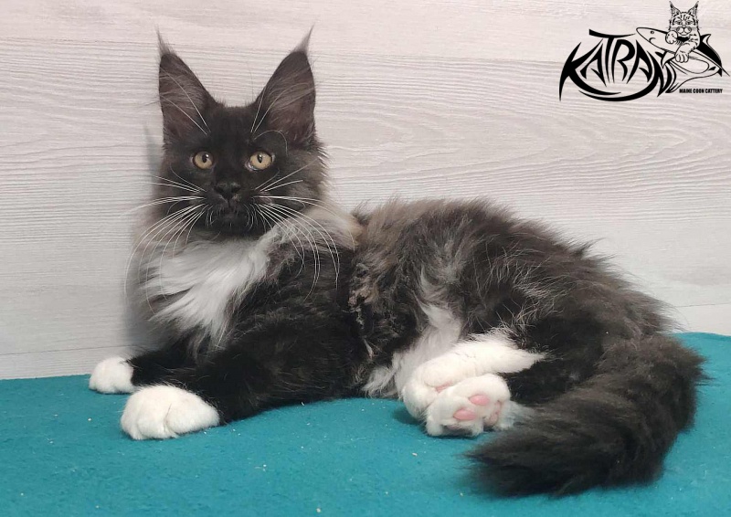 Katran Nicole - Кошеня мейн-кун 3 місяця