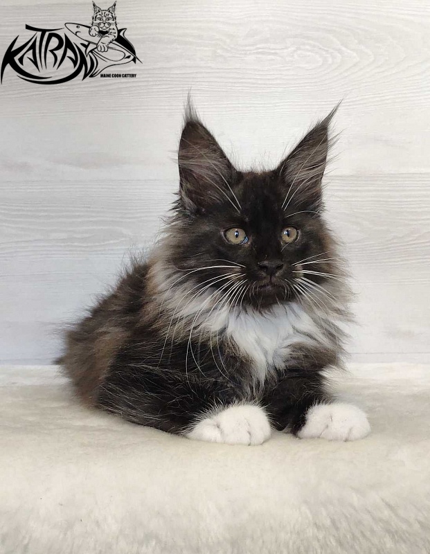 Katran Nicole - Кошеня мейн-кун 2 місяця