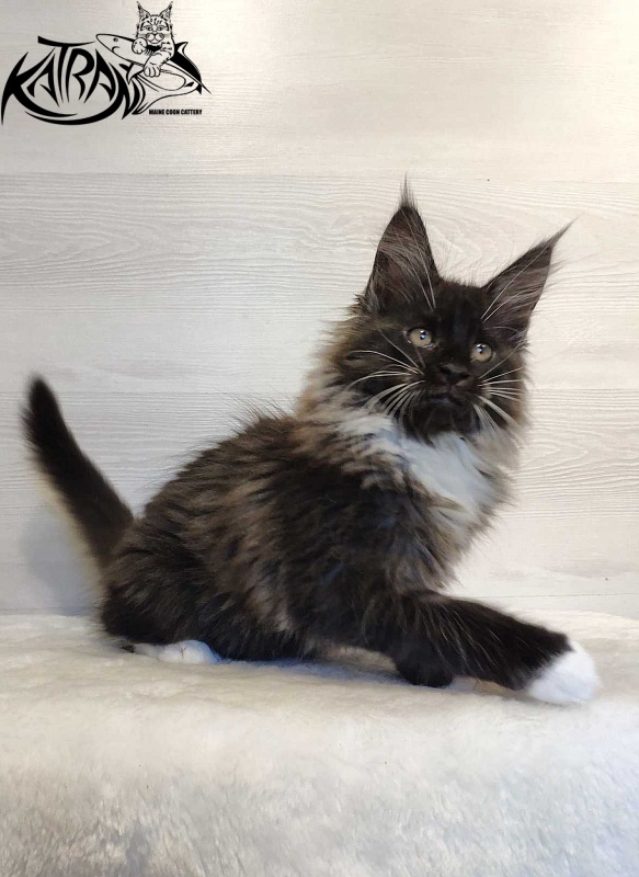 Katran Nicole - Кошеня мейн-кун 2 місяця