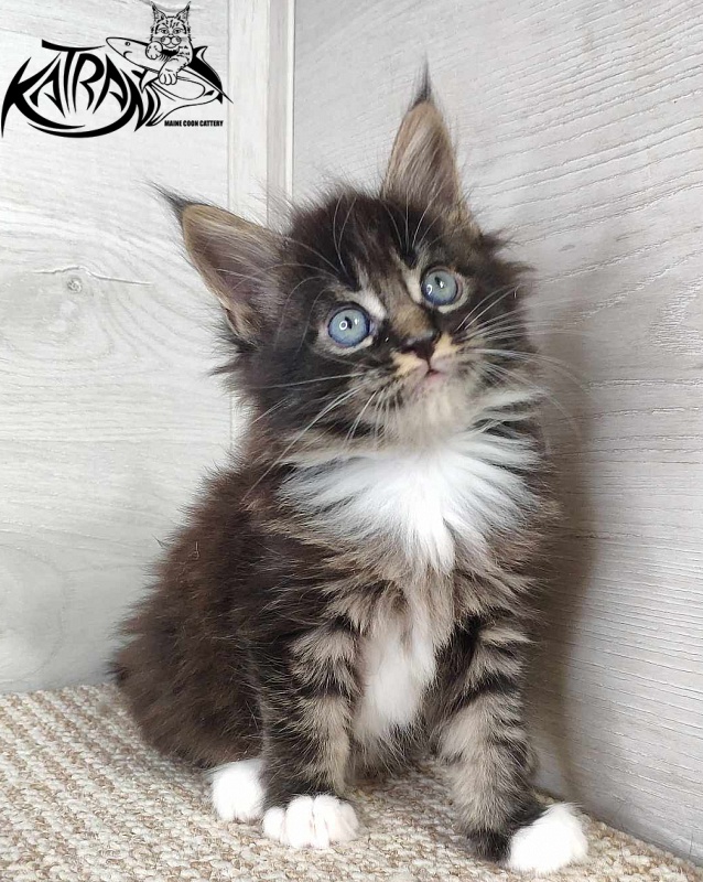 Katran Nancy - Kitten maine-coon 1 month 1.5 week