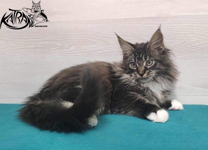 Katran Nancy - Kitten maine-coon 3 months
