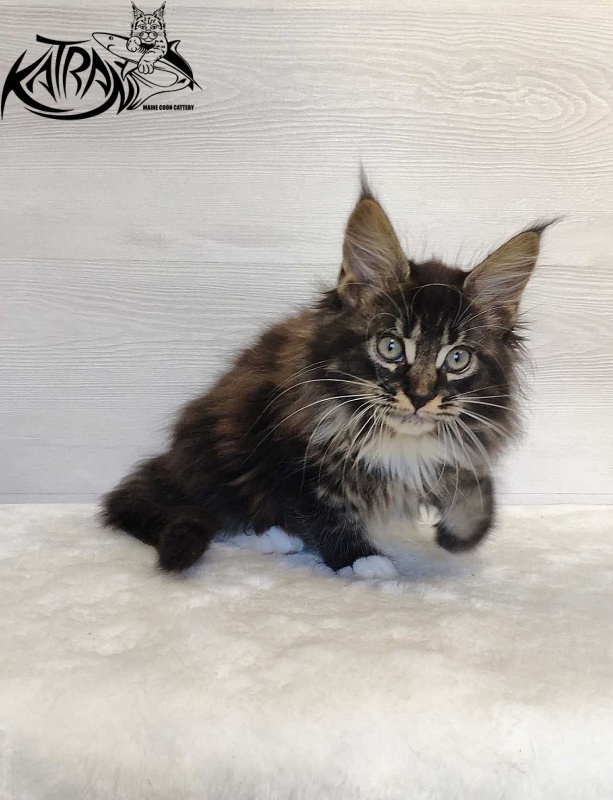 Katran Nancy - Kitten maine-coon 2 months