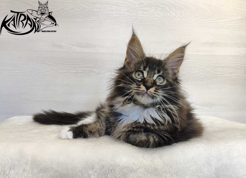 Katran Nancy - Kitten maine-coon 2 months