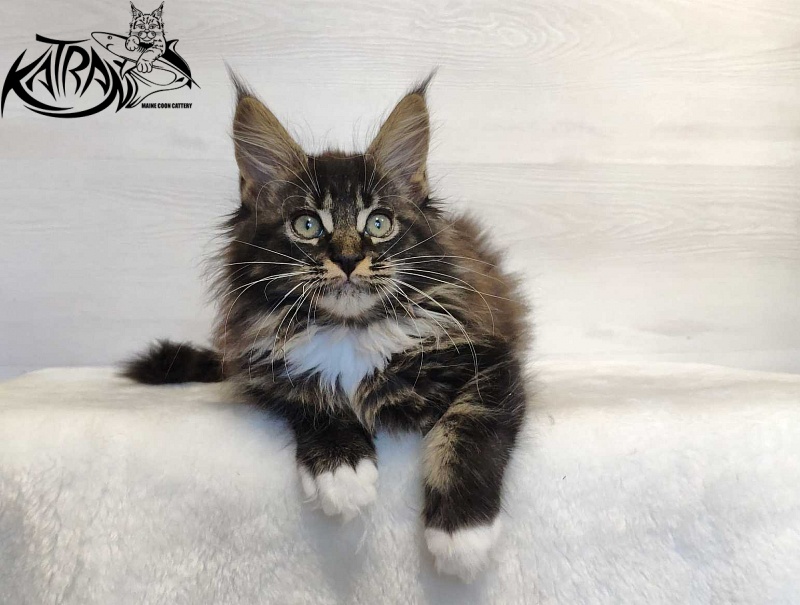 Katran Nancy - Kitten maine-coon 2 months