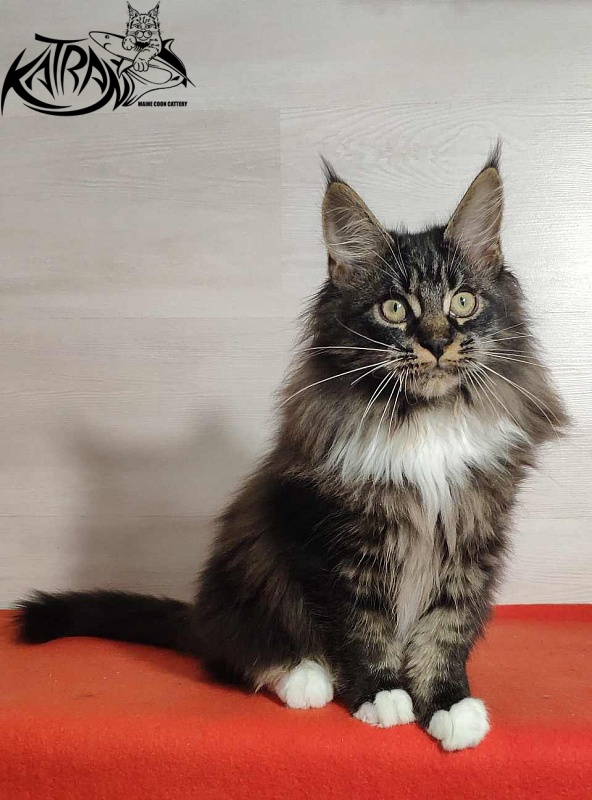 Katran Nancy - Kitten maine-coon 3.5 months