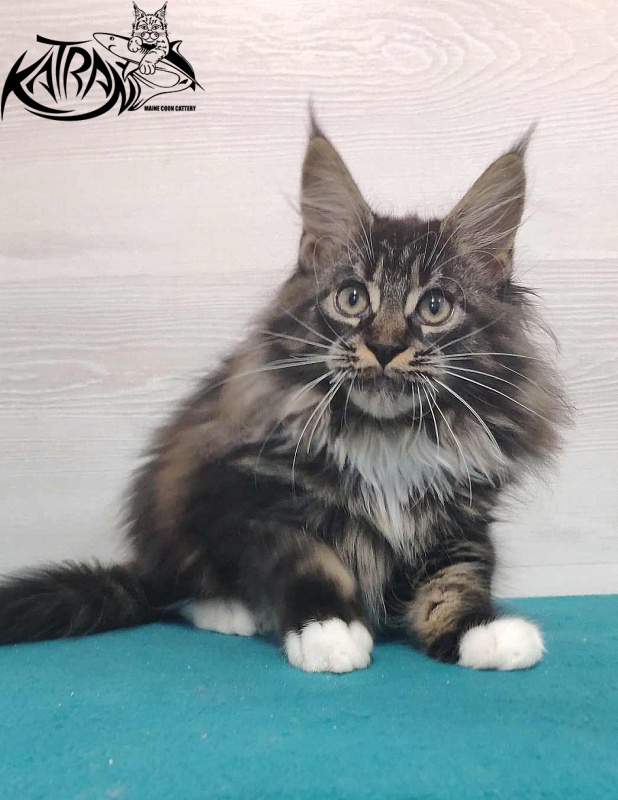 Katran Nancy - Kitten maine-coon 3 months