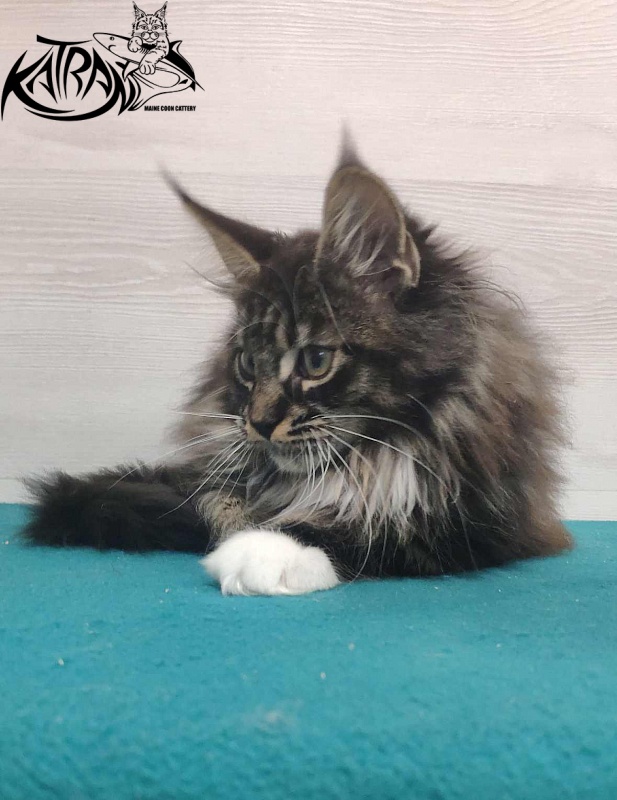 Katran Nancy - Kitten maine-coon 3 months