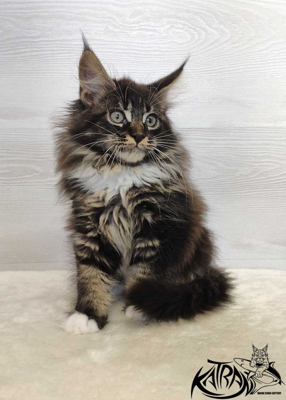 Katran Nancy - Kitten maine-coon 2 months