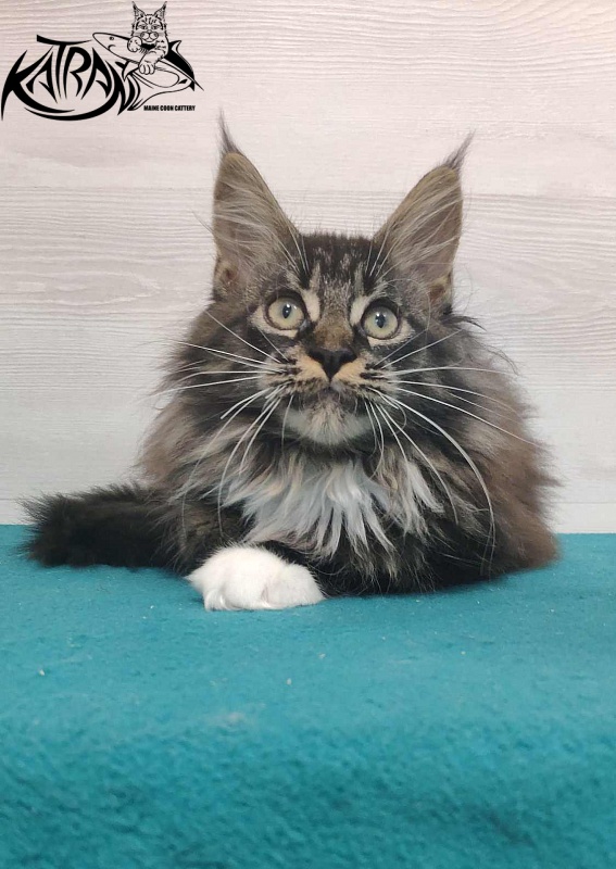 Katran Nancy - Kitten maine-coon 3 months