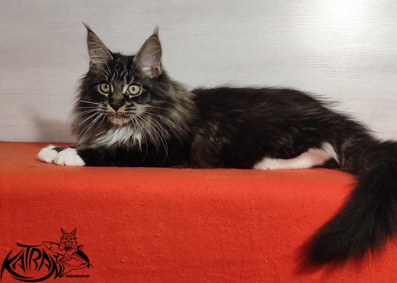Katran Nancy - Kitten maine-coon 3.5 months