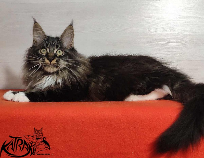 Katran Nancy - Kitten maine-coon 3.5 months