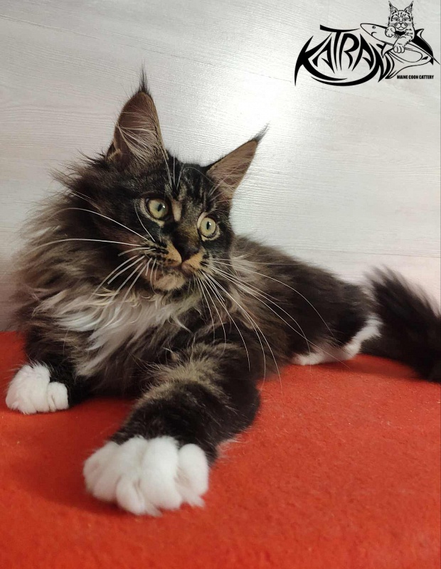 Katran Nancy - Kitten maine-coon 3.5 months
