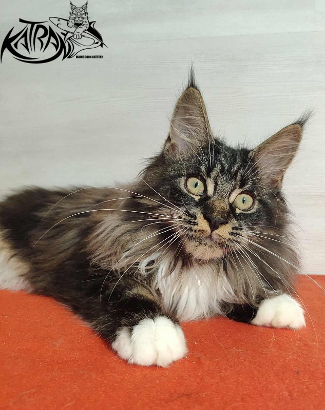 Katran Nancy - Kitten maine-coon 3.5 months