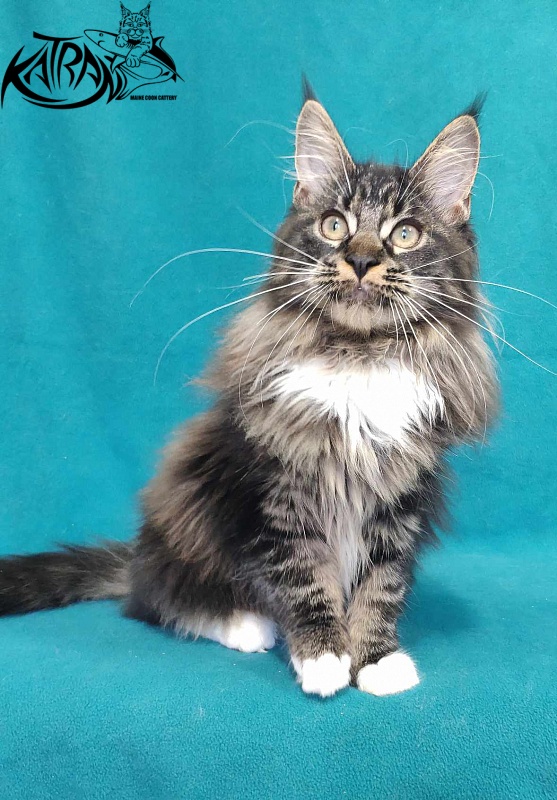 Katran Nancy - Kitten maine-coon 5 months