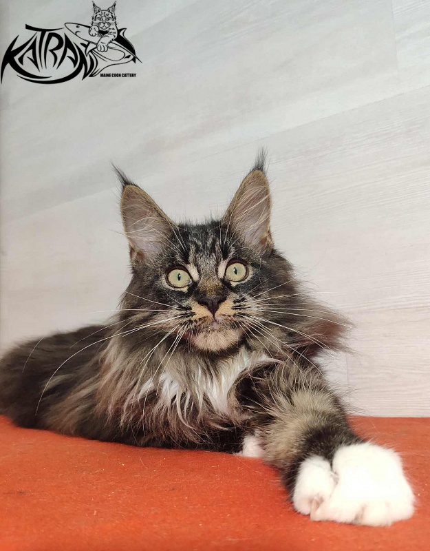 Katran Nancy - Kitten maine-coon 3.5 months