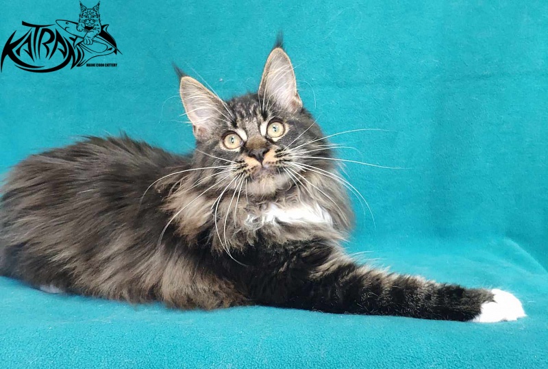Katran Nancy - Kitten maine-coon 5 months