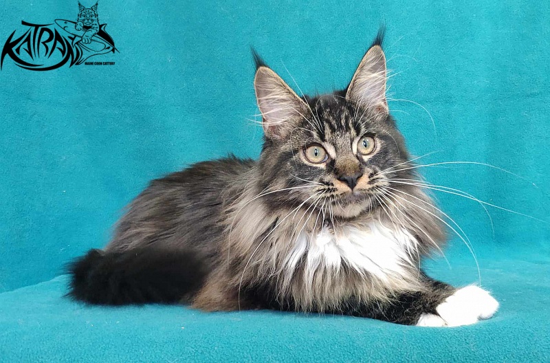 Katran Nancy - Kitten maine-coon 5 months