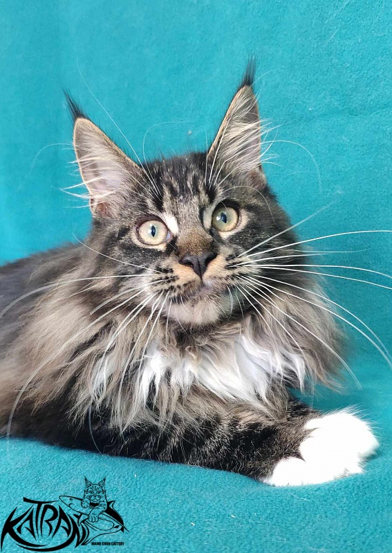 Katran Nancy - Kitten maine-coon 5 months