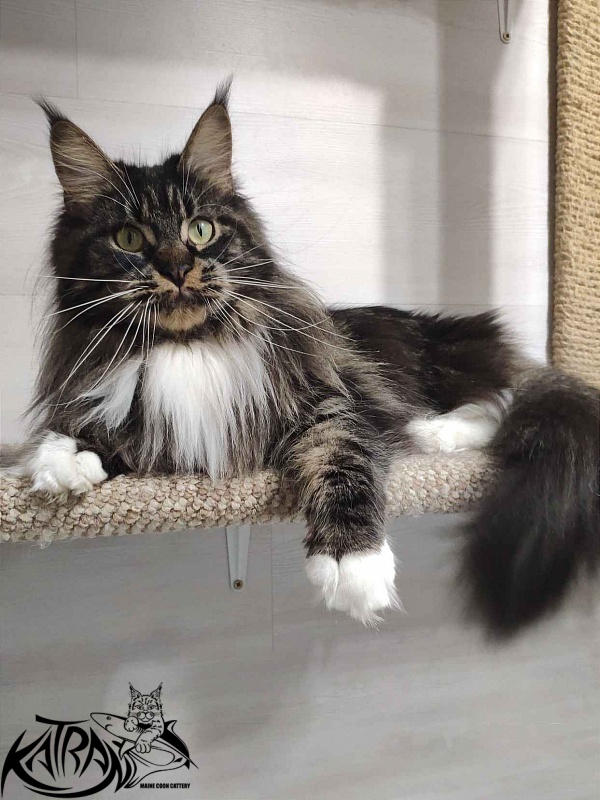 Katran Nancy - Adult maine-coon 1 year 7 months 2 weeks