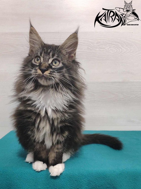Katran Nancy - Kitten maine-coon 3 months