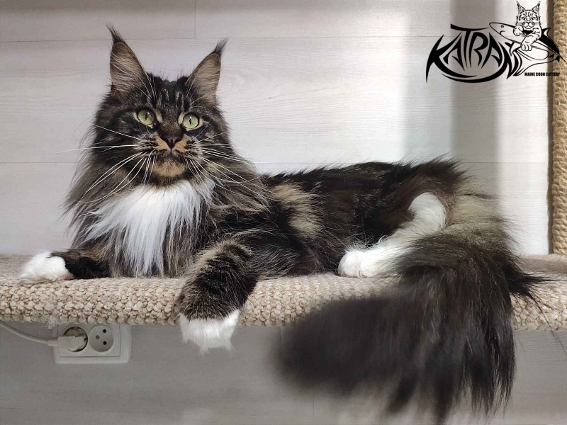 Katran Nancy - Adult maine-coon 1 year 7 months 2 weeks