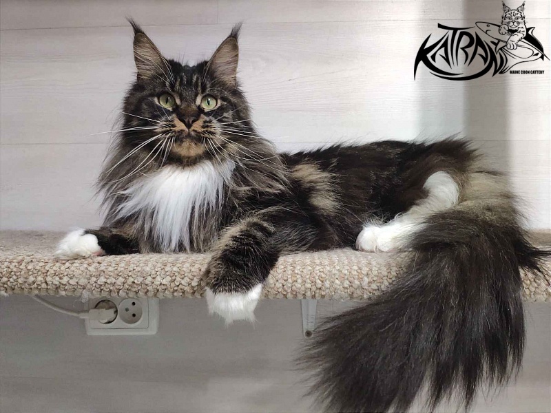 Katran Nancy - Adult maine-coon 1 year 7 months 2 weeks