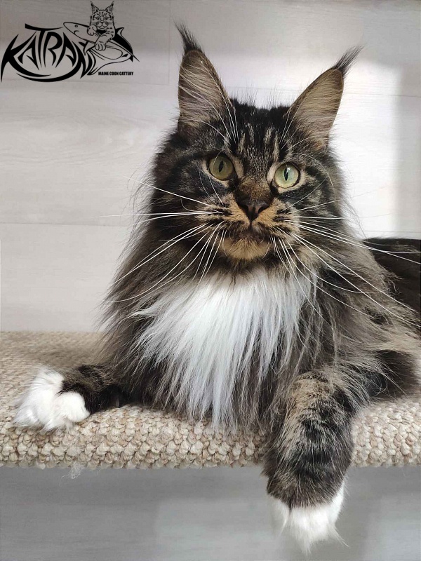 Katran Nancy - Adult maine-coon 1 year 7 months 2 weeks
