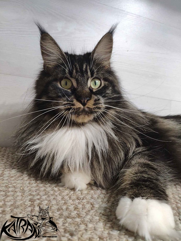 Katran Nancy - Adult maine-coon 1 year 7 months 2 weeks
