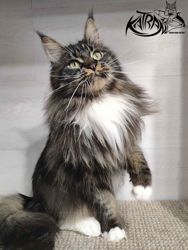 Katran Nancy - Adult maine-coon 1 year 7 months 2 weeks