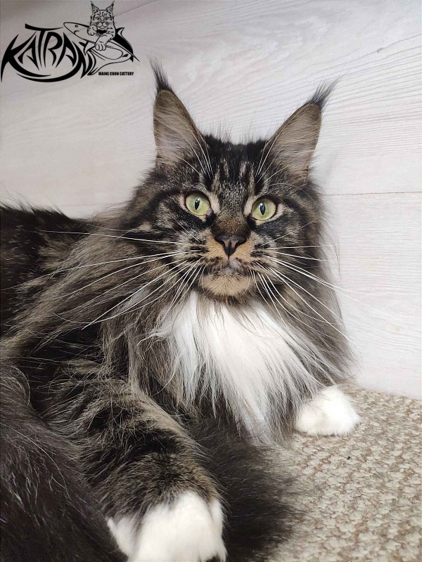 Katran Nancy - Adult maine-coon 1 year 7 months 2 weeks