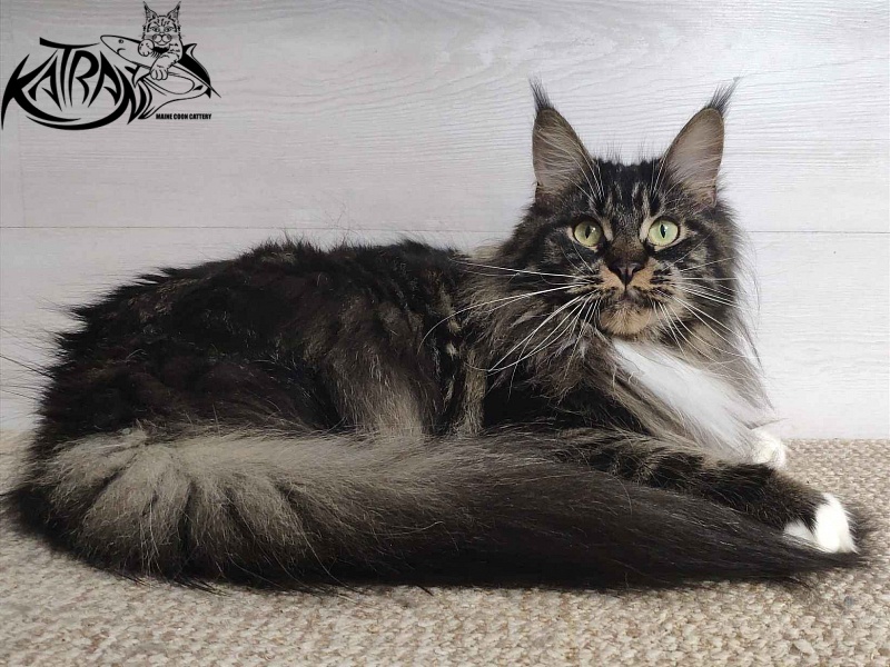 Katran Nancy - Adult maine-coon 1 year 7 months 2 weeks