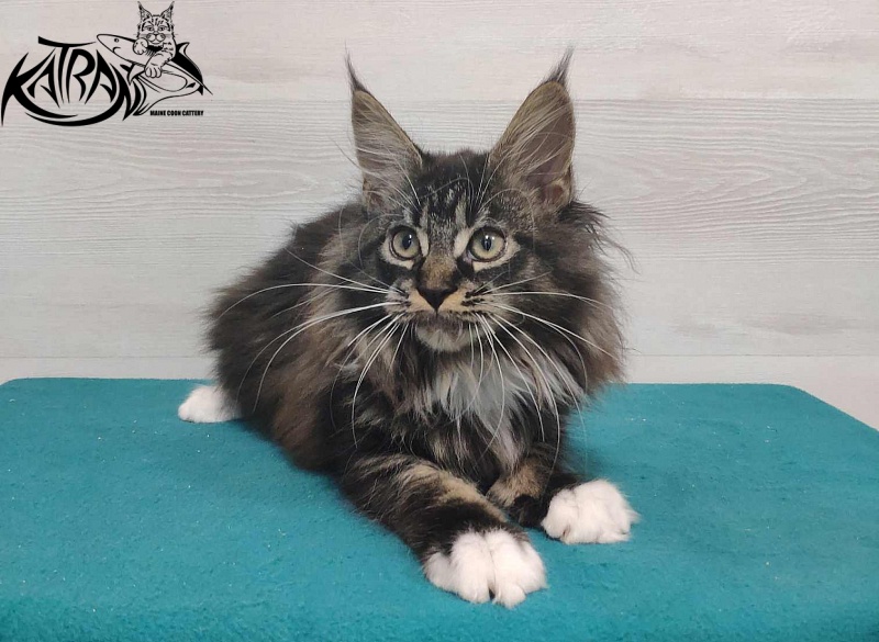 Katran Nancy - Kitten maine-coon 3 months
