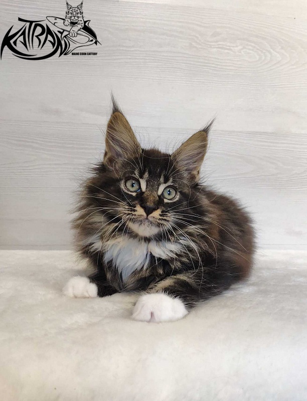 Katran Nancy - Kitten maine-coon 2 months