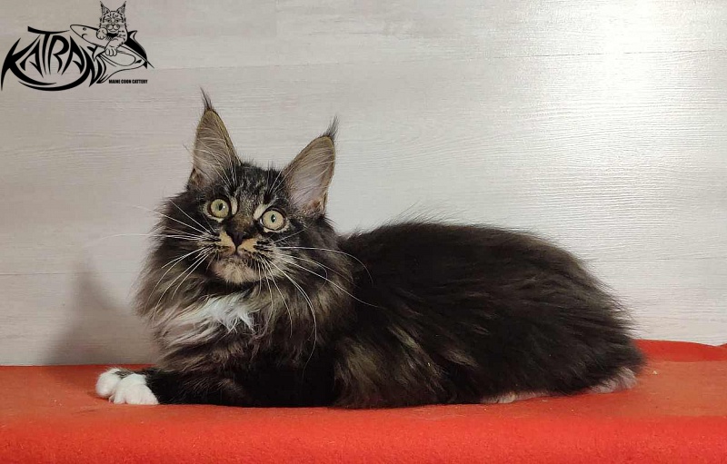Katran Nancy - Kitten maine-coon 3.5 months