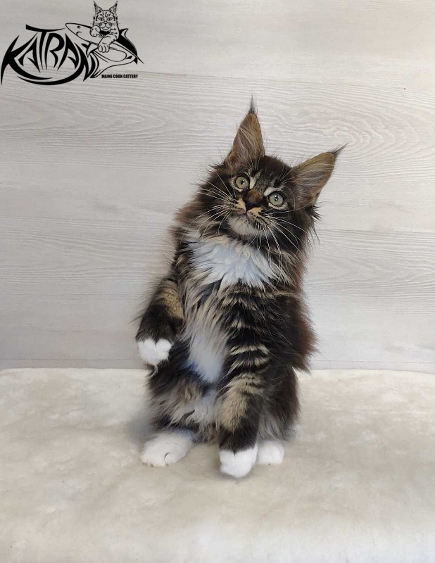 Katran Nancy - Kitten maine-coon 2 months