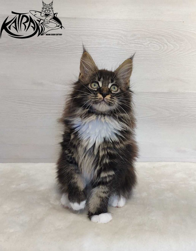 Katran Nancy - Kitten maine-coon 2 months