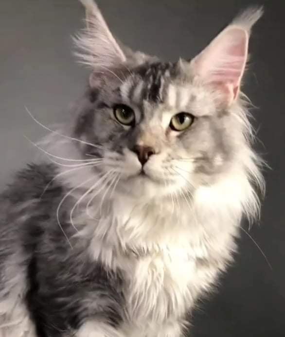 Annapolia Kristian - maine-coon