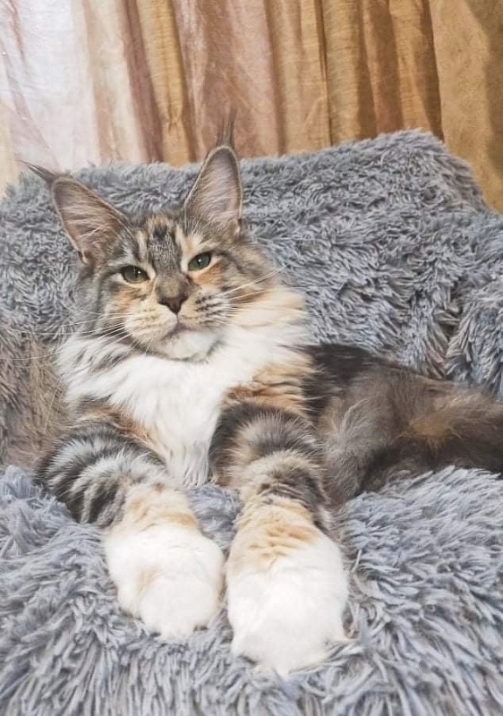 Krai Kristolin Ivie - maine-coon